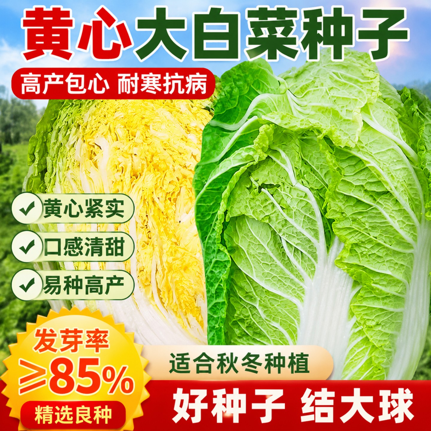 黄心大白菜种子耐热耐寒脆嫩结球