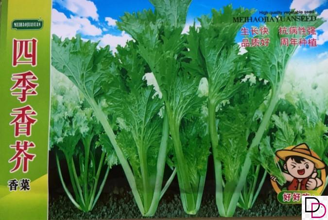 四季蔬菜种子香叶饺子菜