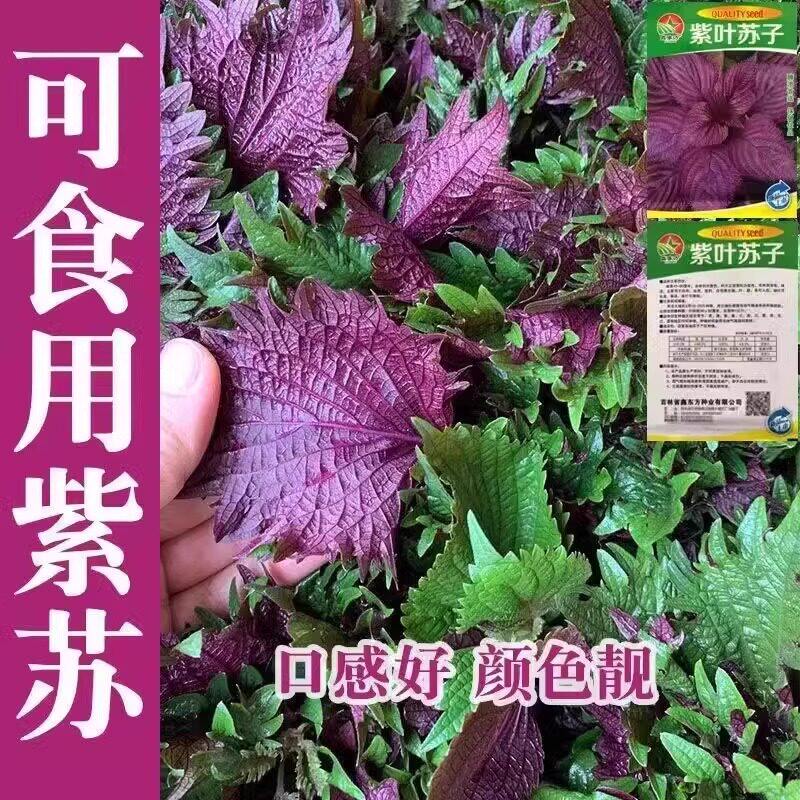 紫苏种子大叶食用四季可播种双面紫苏种蔬菜种子阳台庭院盆栽种籽