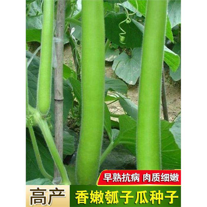孝感瓠瓜种春秋季瓠子瓜