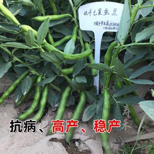 糯米蚕豆种子高产抗病抗旱抗寒罗汉豆春夏秋种植田园大棚胡豆新种