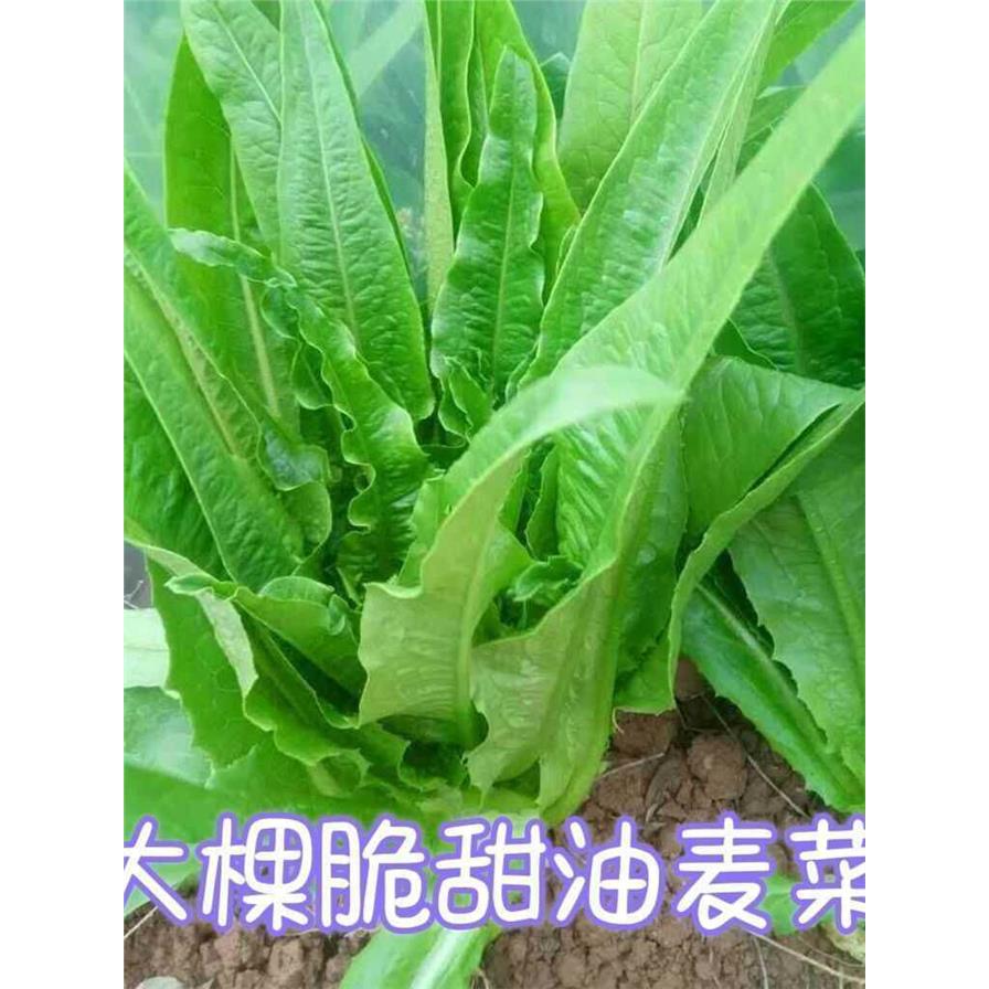 【今年新种】四季油麦菜