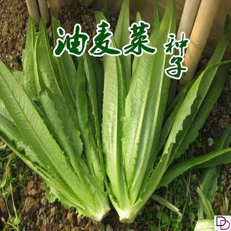 油麦菜种子甜脆清香高产