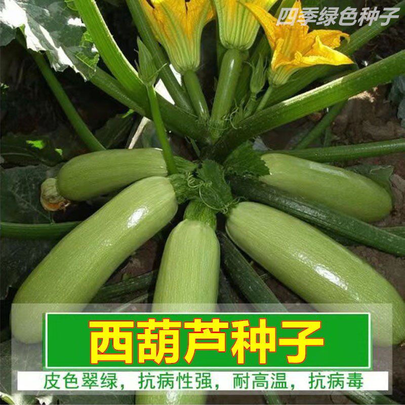 西葫芦种子西湖瓜种子四季庭院阳台种植高产抗病茭瓜白瓜蔬菜种子