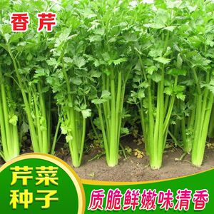 四季小香芹种子耐旱耐热