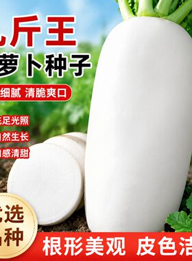 九斤王白萝卜种子脆甜不空心春秋