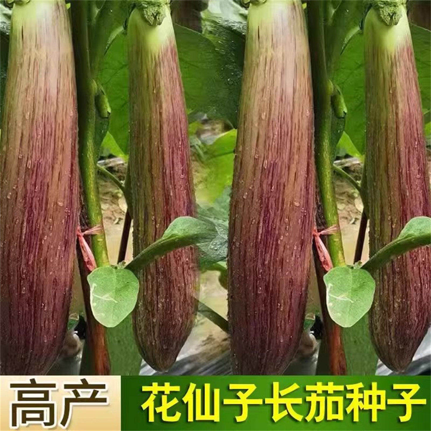 春季茄子孑泰国冰川竹丝