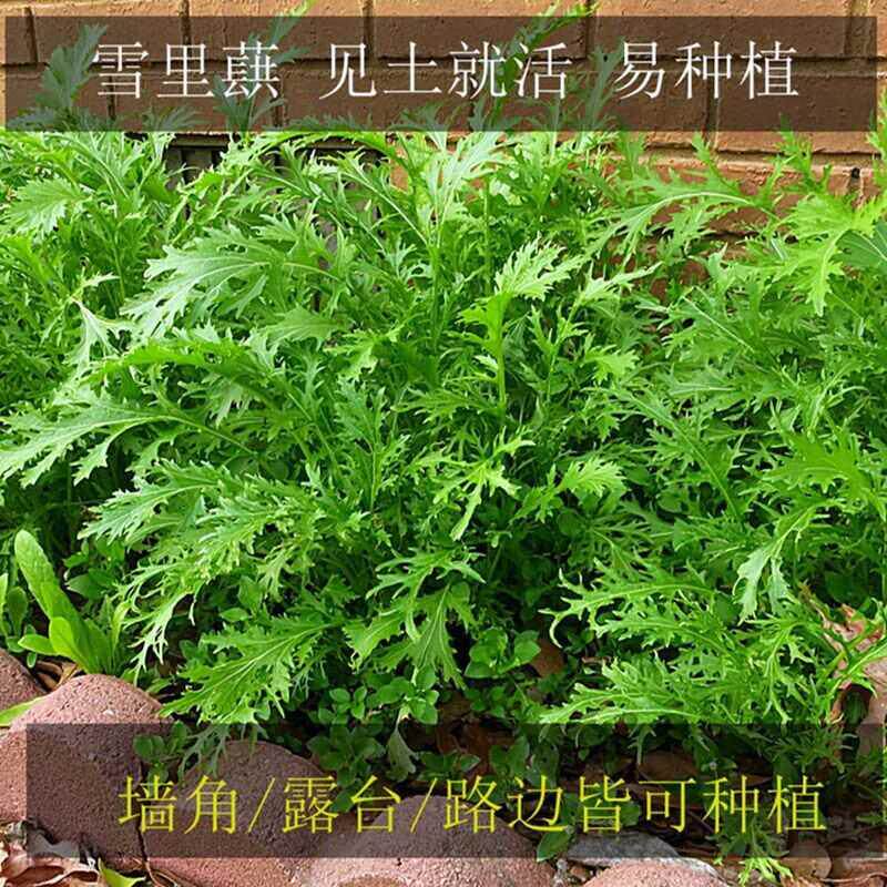 雪里红新鲜种子细叶蕻农