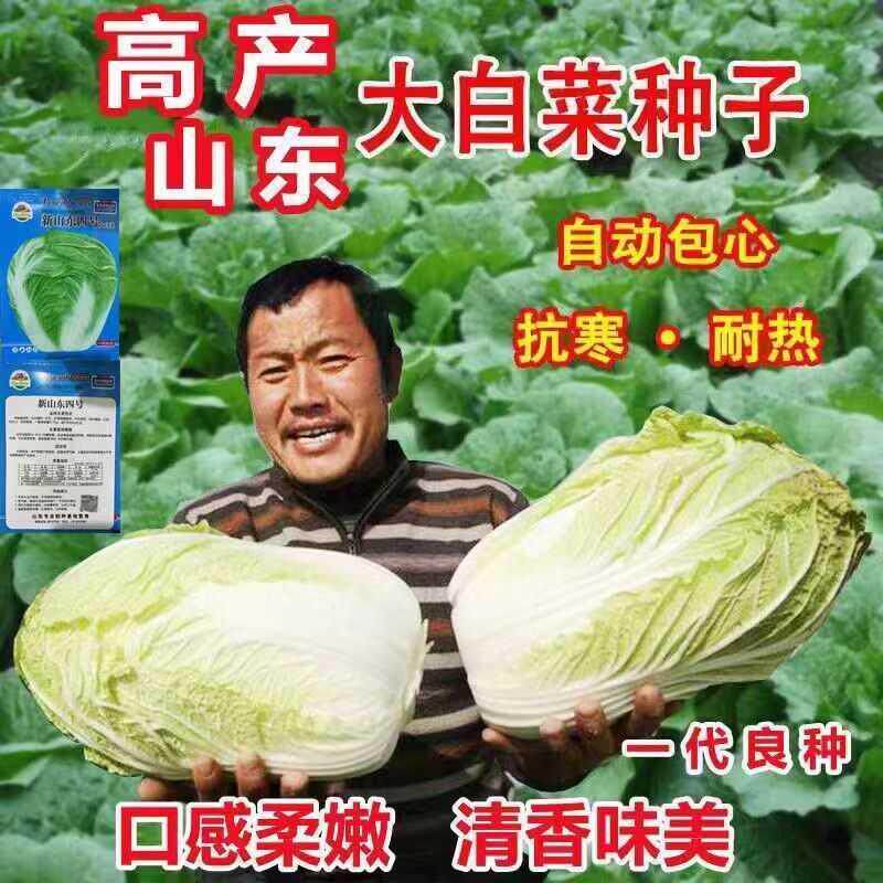 山东四号大白菜种子老品