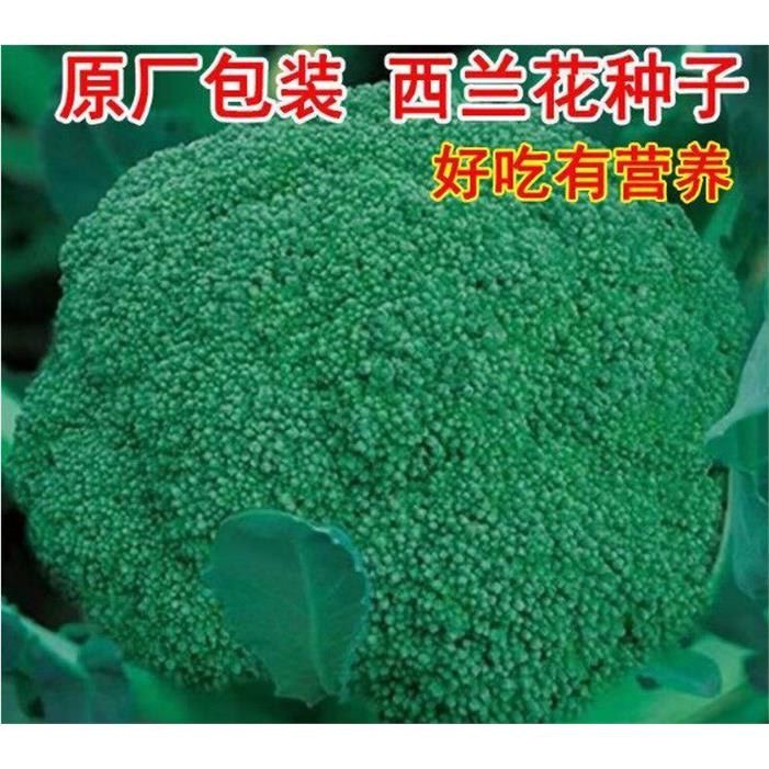 西兰花菜种子有松籽花椰
