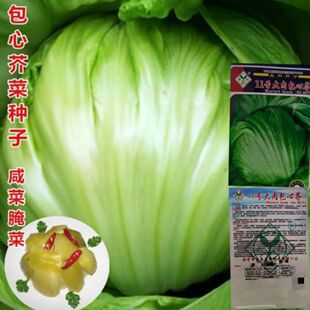 包心芥菜种子春秋季大肉卷心甜介菜种孑腌制酸菜泡菜四季蔬菜种籽