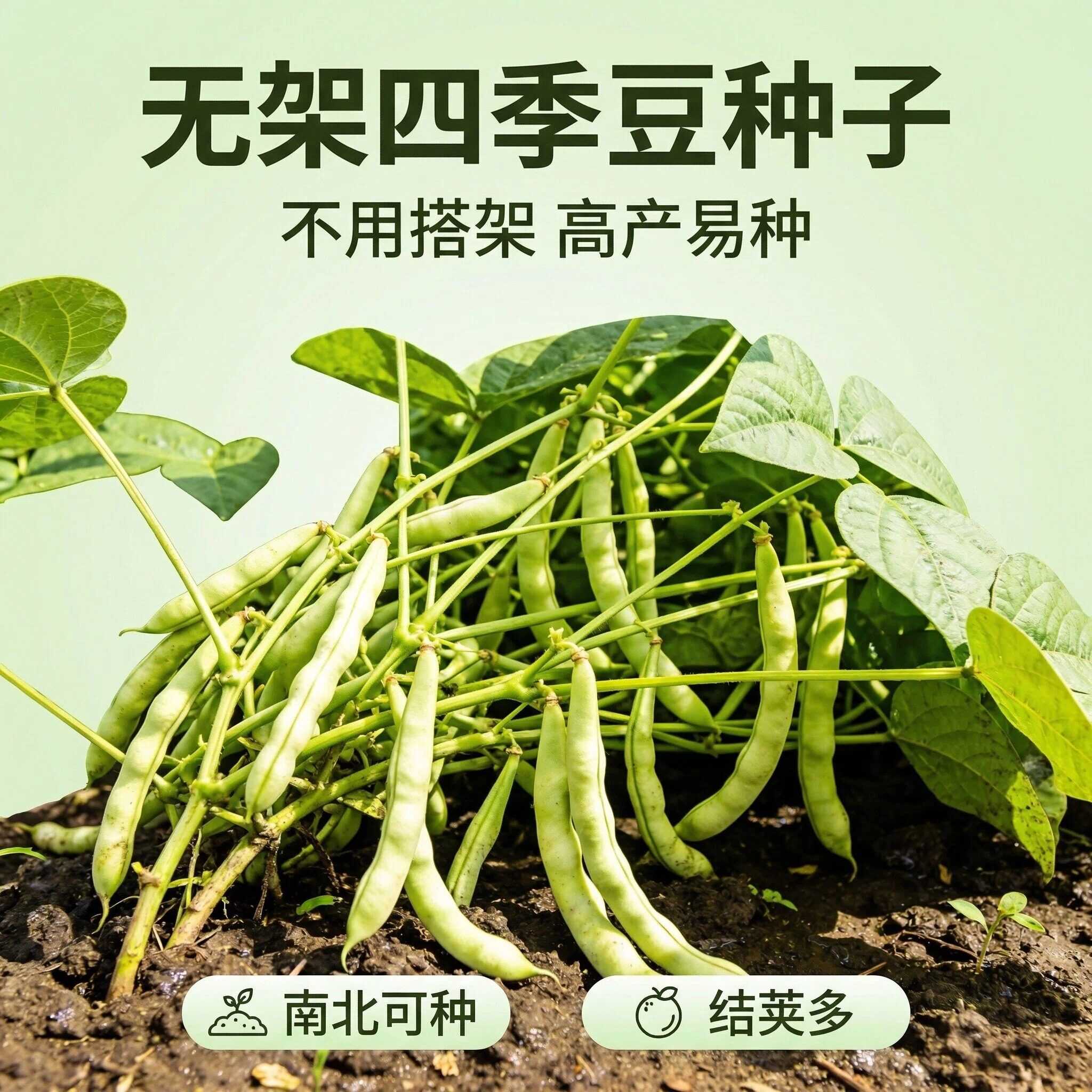 无架矮生四季豆种子不搭架豆角