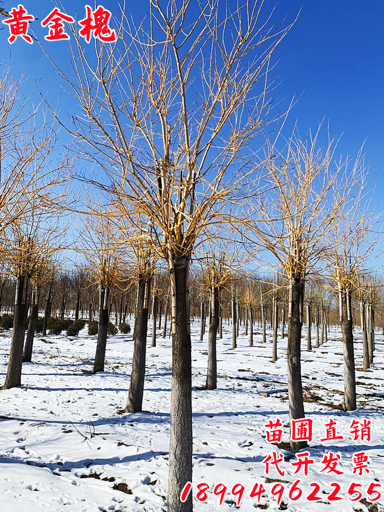 金枝槐嫁接国槐金丝槐黄金槐树苗南北方绿化庭院室外种植易活好养