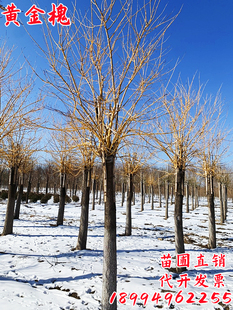 金枝槐嫁接国槐金丝槐黄金槐树苗南北方绿化庭院室外种植易活好养