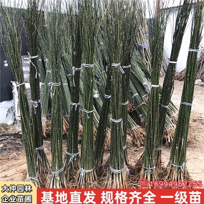 国槐树苗速生国槐苗庭院行道大型耐寒绿化风景树嫁接淑女国槐小苗