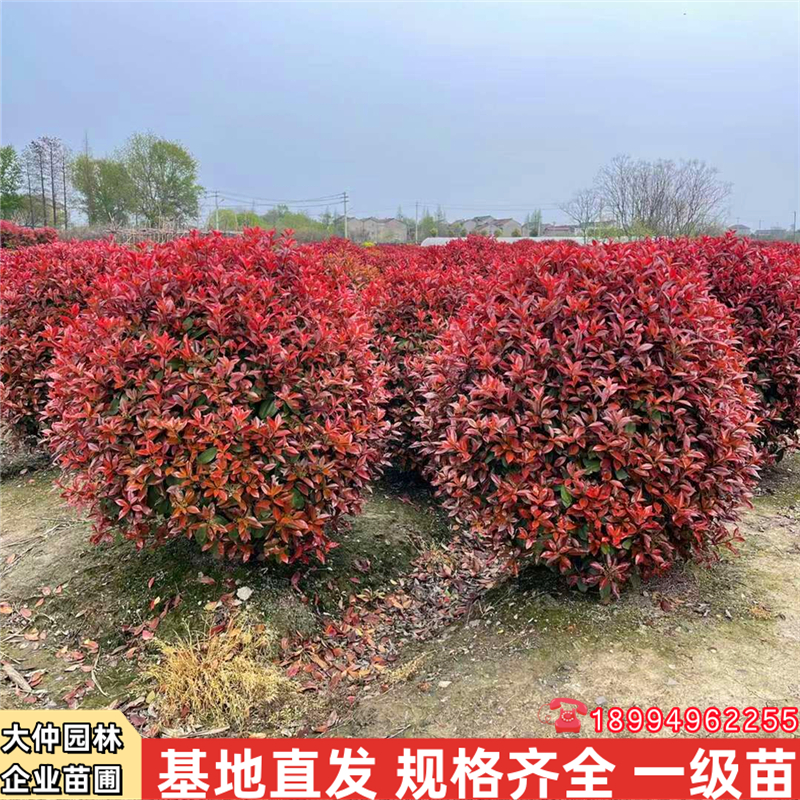 现挖现发基地直销春季开花