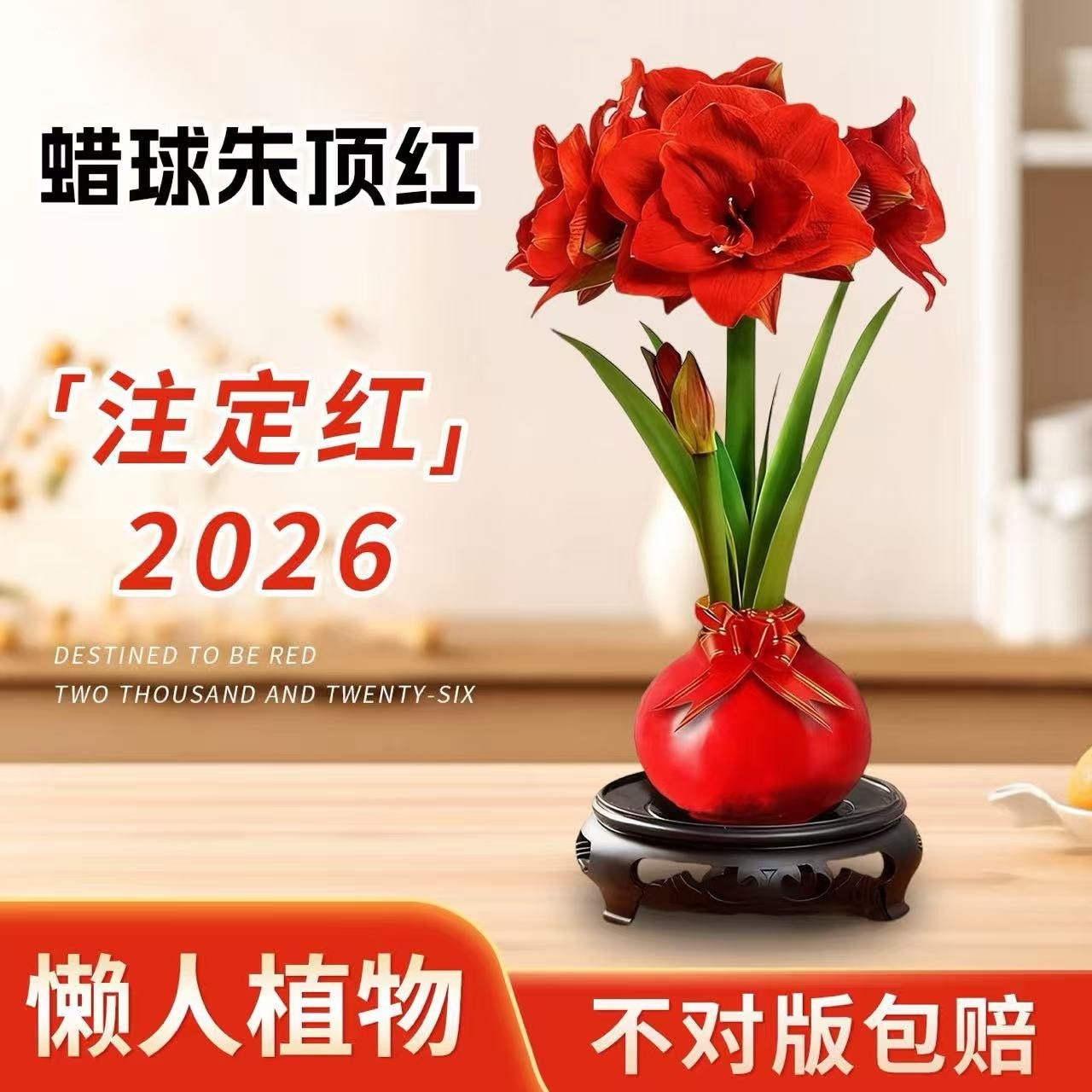 年宵花卉封蜡朱顶红礼品自然开花客厅办公室送礼元旦春节年宵花卉