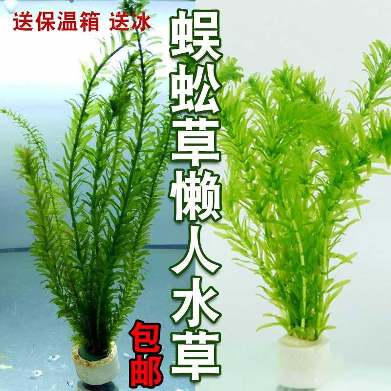 包邮蜈蚣草懒人水草金鱼藻热带鱼缸造景虾缸草缸懒人