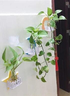墙上绿萝挂墙墙壁花架水培植物壁挂墙面装饰卧室客厅玻璃花盆花瓶
