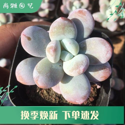 多肉植物月美人质量怎么样 多肉植物月美人口碑怎么样 小麦优选
