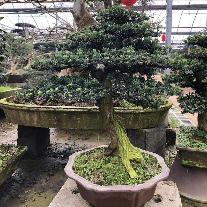 雀舌罗汉松盆景树桩榆树盆栽绿植办公室黄杨造型松树造型庭院景观