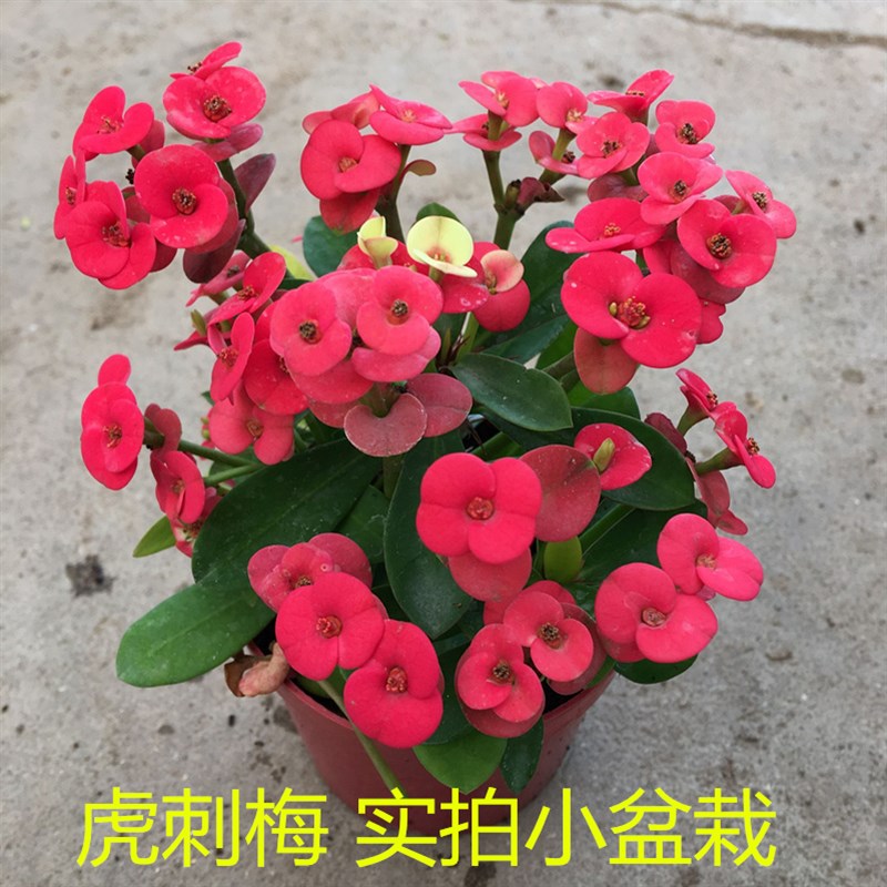 虎刺梅盆栽植物四季铁海棠花苗四季开花花卉绿植办公桌面盆景花卉