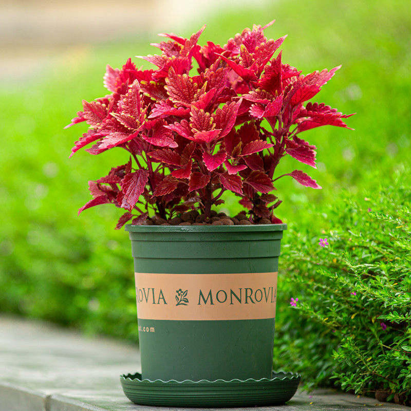 彩叶草盆栽好养易活五彩苏室内阳台植物室外庭院红色叶子花卉绿植