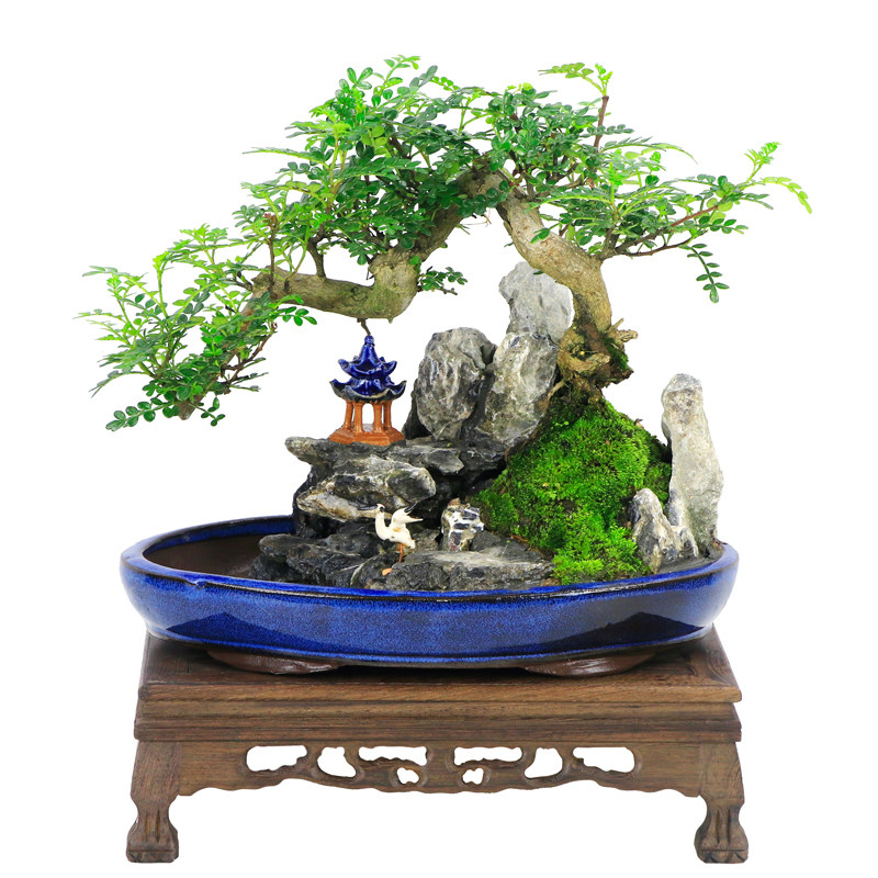 清香木悬崖式树桩山石造型盆景室内桌面大植物胡椒木艺术盆栽送礼