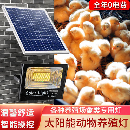 ED太阳能暖光投光灯景观暖黄光