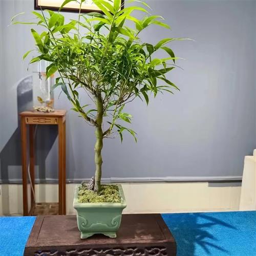 佛肚竹盆景植物室内竹子盆栽观叶绿植客厅书房禅意摆件四季常青