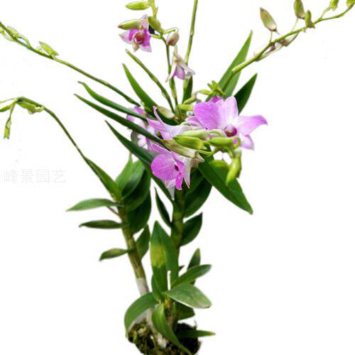 石斛兰盆栽蝴蝶兰带花苞办公桌书房花卉四季好养美丽观赏植物包邮