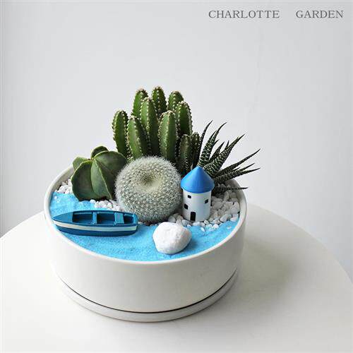 七夕礼物 爱琴海仙人掌盆栽 多肉植物 花卉植物室内花 多肉绿植