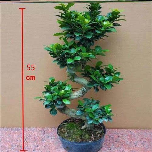 8字金钱榕树盆栽室外植物大型花卉绿植老根阳台S人参榕树盆景老桩