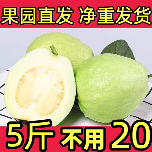 白心番石榴新鲜采摘发货