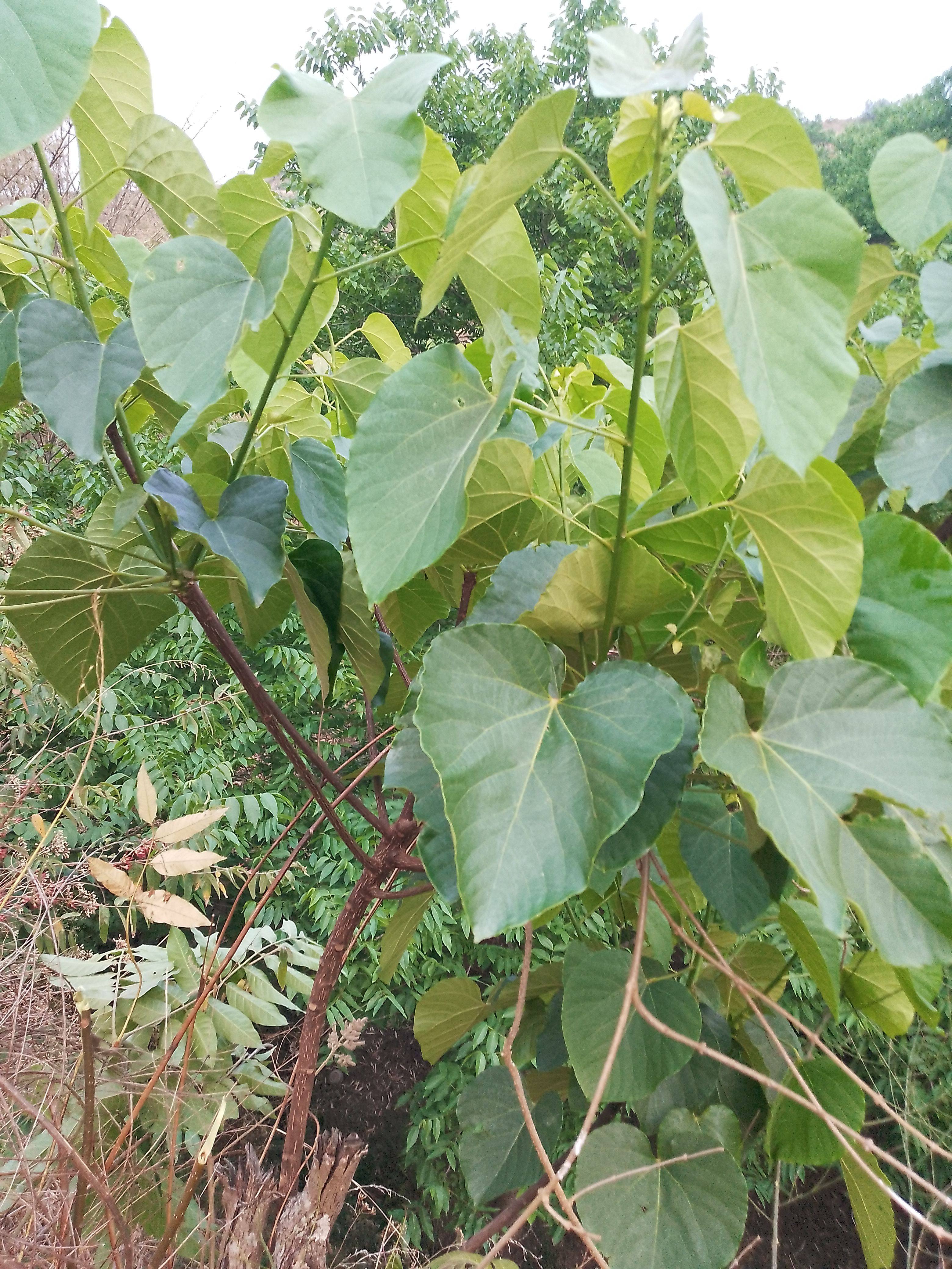 云南山区新鲜桐子叶粑粑叶下单现摘野生桐子树叶油桐树叶纯天然