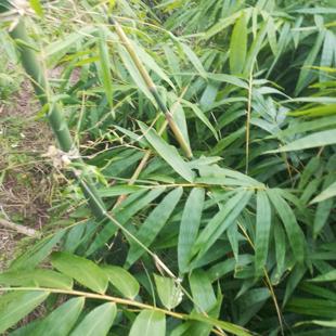 现摘新鲜竹子叶 深山天然竹叶茶 楠竹叶 嫩竹叶 真毛竹叶子特价