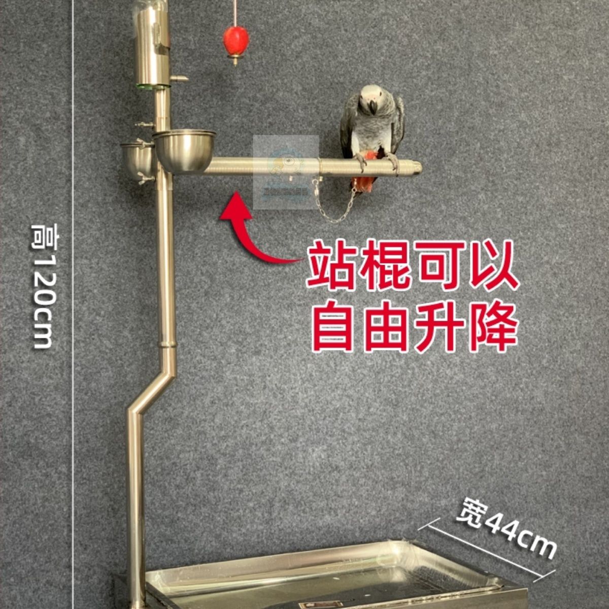 不锈钢304新款鹦鹉7字站