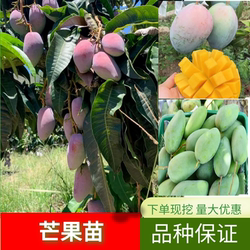 优质嫁接芒果树树苗四季芒桂七芒蜜芒金煌芒贵妃芒象牙芒盆栽台农