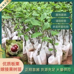 优质嫁接板栗树苗大红袍锥栗大栗子苗南北方种植带泥带叶庭院种植