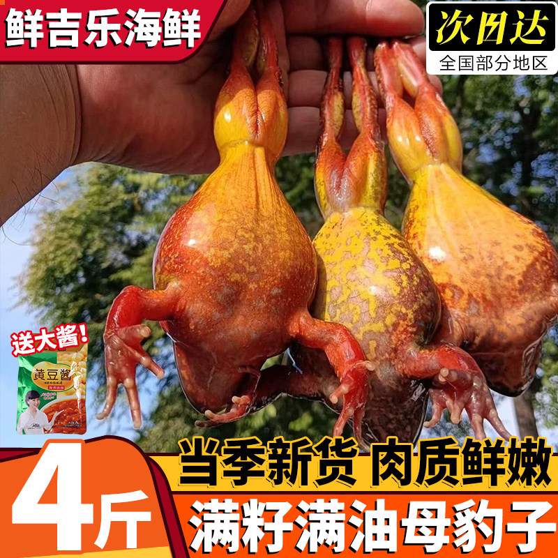 东北林蛙鲜活冷冻满籽满油批发