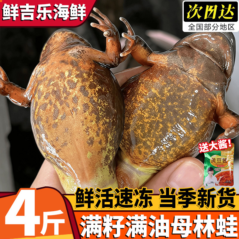 东北雪蛤母林蛙新鲜速冻顺丰包邮