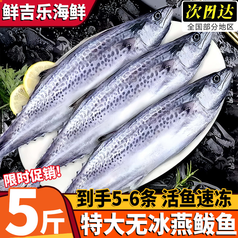 青岛海捕新鲜冷冻燕鲅鱼
