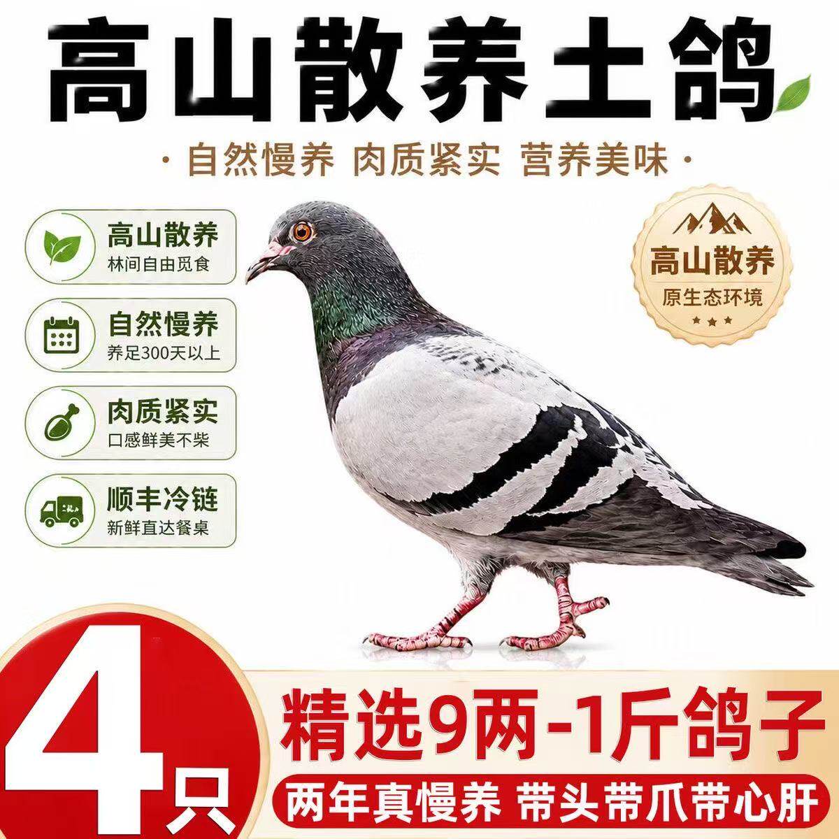 鸽子新鲜现杀乳鸽生鲜肉鸽