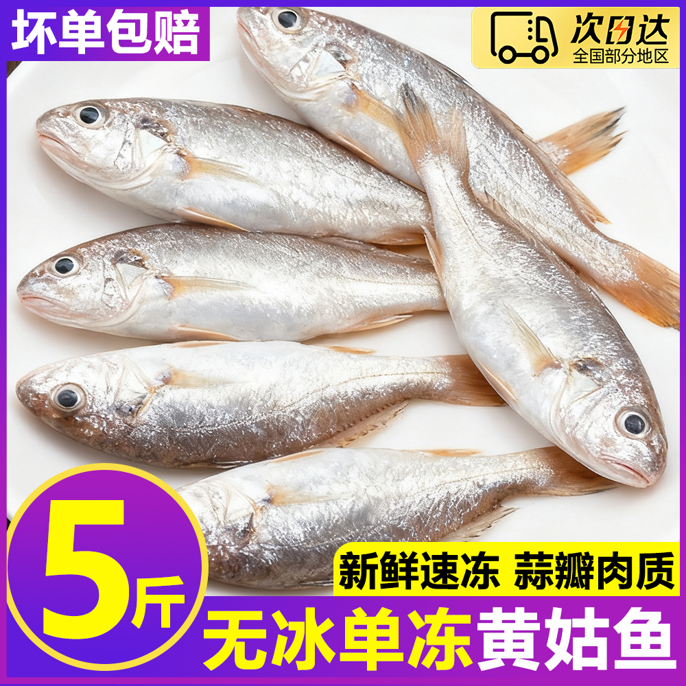 新鲜黄姑鱼鲜活冷冻小海鱼