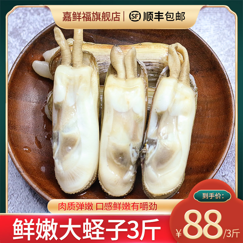 蛏子鲜活海鲜水产青岛竹蛏子双头蛏泥蛏子海捕大蛏王3斤顺丰包邮