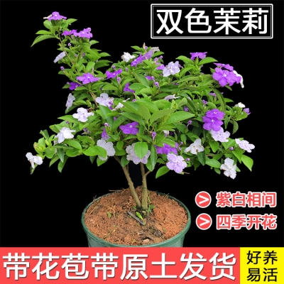 新品双色茉莉盆栽芳香花卉室内阳台鸳鸯茉莉花苗四季