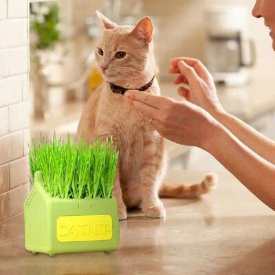Cat Grass Planter Tray Grass Sprouting Trays Cat Grass Tray