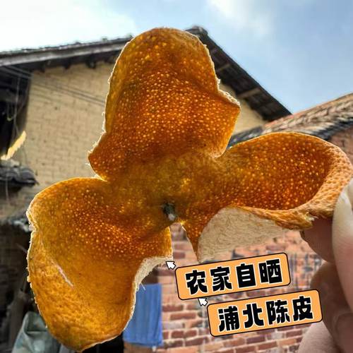 正宗广西茶枝柑新皮鲜果浦北2025陈皮原料大红皮大红柑青皮二红皮