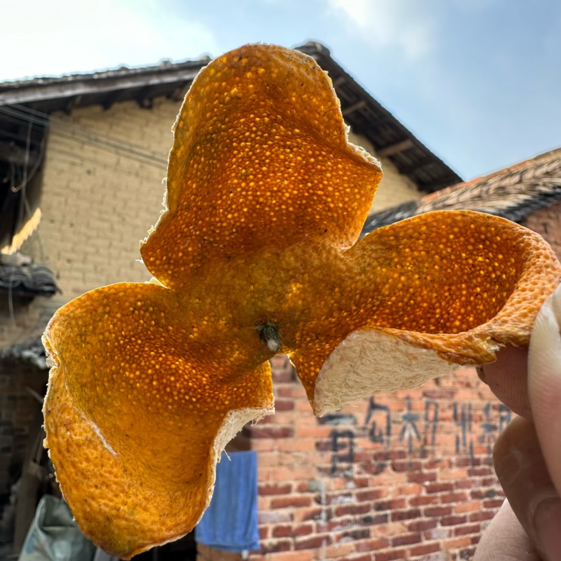 2024新皮辛辣甜度高浦北陈皮柑