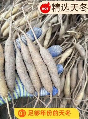 现挖天门冬新鲜天冬酿酒中药材泡酒干货广西天然三百棒500克山货
